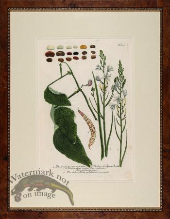 Weinmann Burl with Gold DM 11